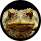 Dtoad's Avatar